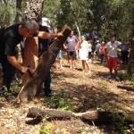 Visit to the extraction of the bark from cork oaks in Llofriu. Photo: RETECORK