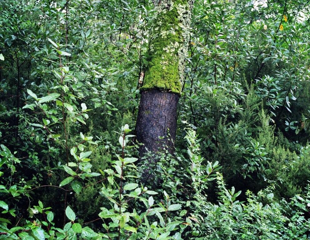 espacio-natural-montseny-2