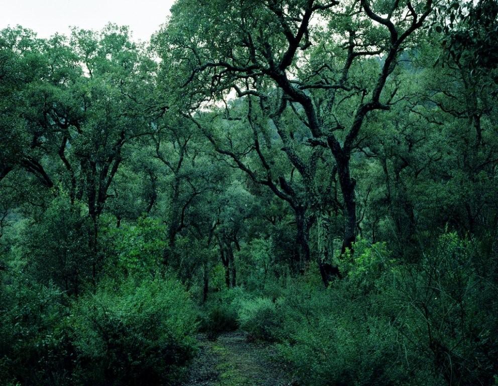 espacio-natural-montseny-4