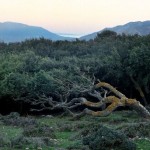 Parc naturel du Estrecho. Tarifa, El Bujeo. Photo : Lluís Català