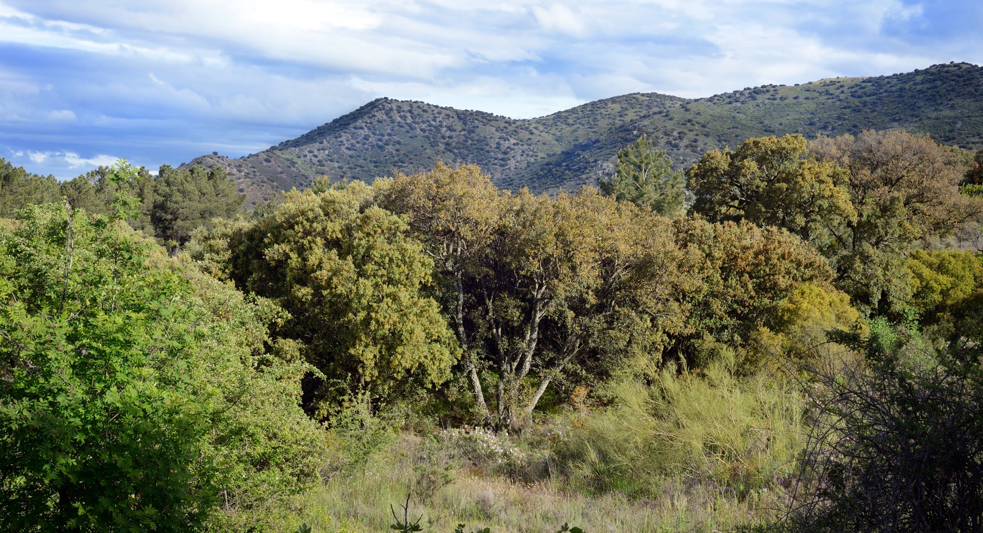 Sestrica Entdecken sie die Korkanbaugebiete