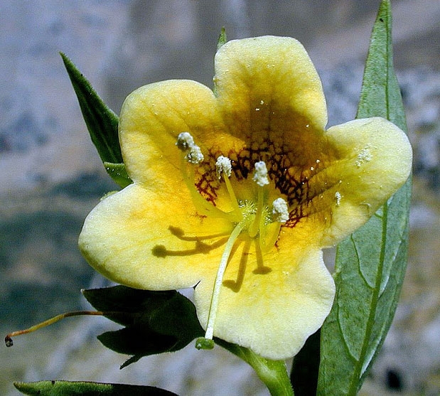 espacio-natural-cornalvo-sierra-bermeja-2