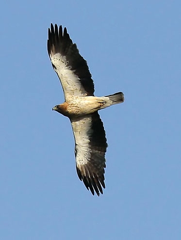 espacio-natural-cornalvo-sierra-bermeja-4