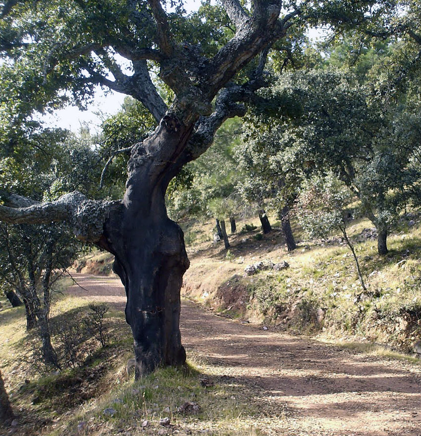 espacio-natural-despenaperros-2