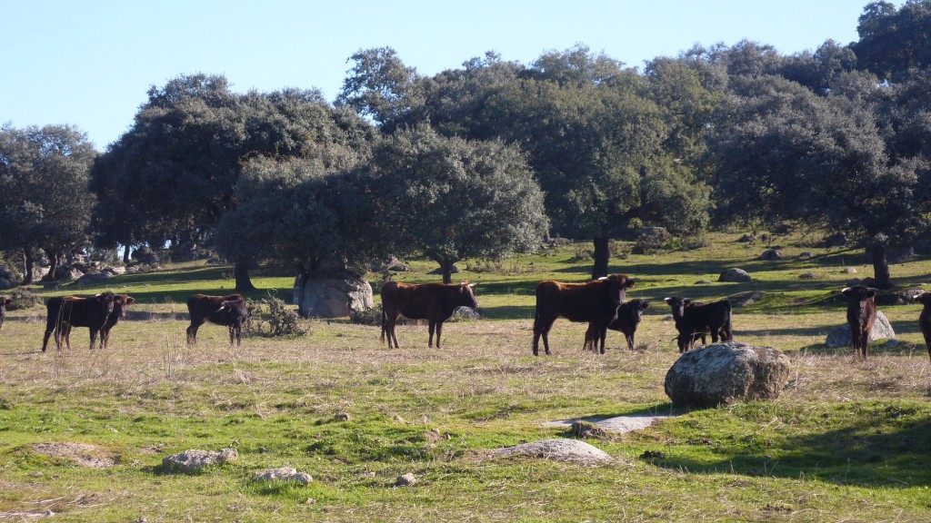 espacio-natural-sierra-andujar-1