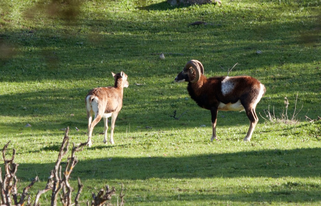 espacio-natural-sierra-andujar-5