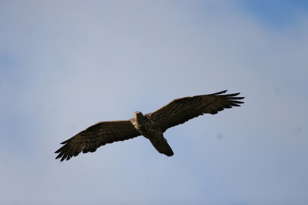 espacio-natural-sierra-culebra-2