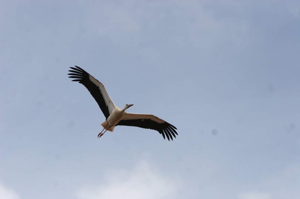 espacio-natural-sierra-culebra-5