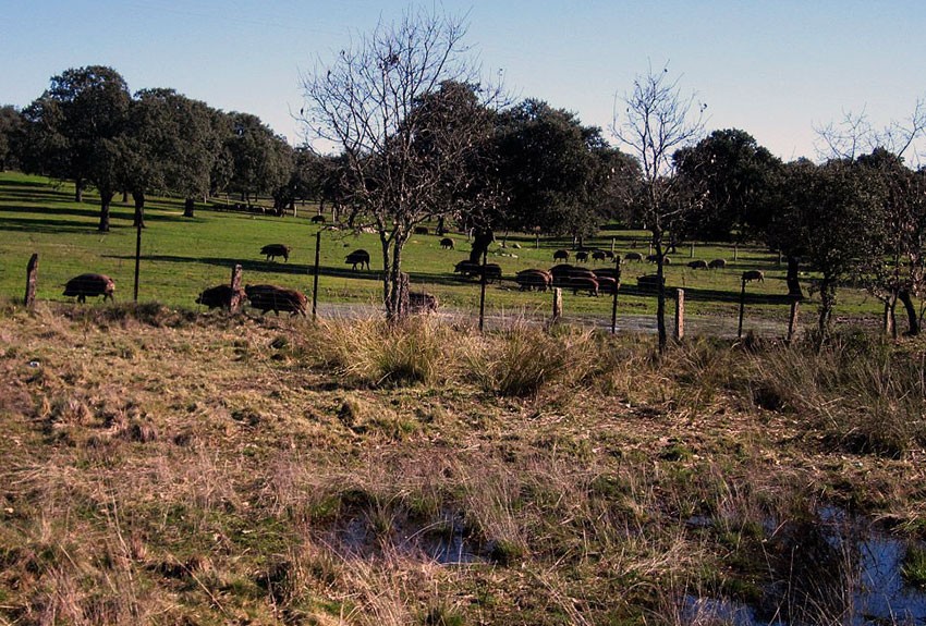 parque-natural-cardena-montoro-3