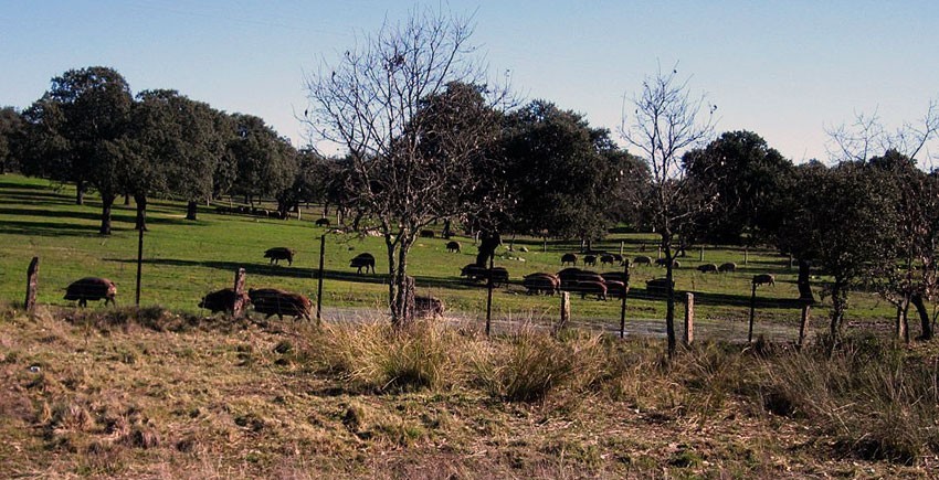 parque-natural-cardena-montoro-3