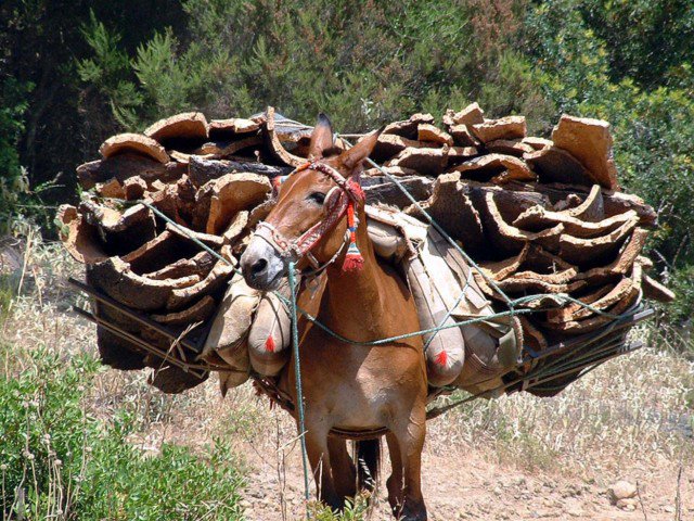 Del monte a las manos Descubre los Territorios Corcheros