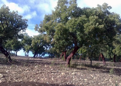 Parc Natural de Cornalvo y Sierra Bermeja