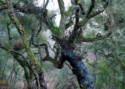 Parc Naturel du Montnegre et du Corredor