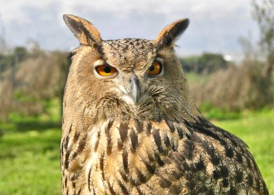 Aves de la Sierra de San Pedro y Monfragüe