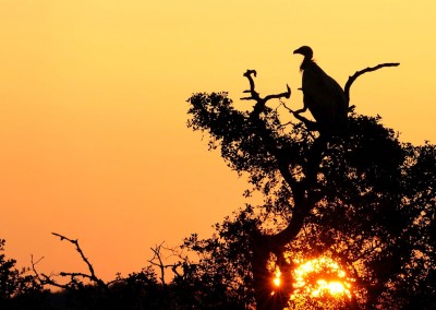 Birdwatching y fotografía en tierra de buitres y águilas