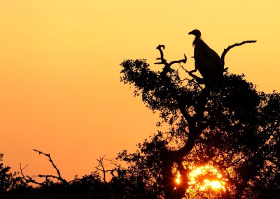 Birdwatching und fotografieren im land der geier und adler