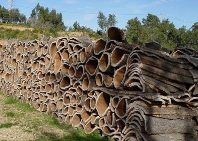 Discovering the Mediterranean cork oak forests