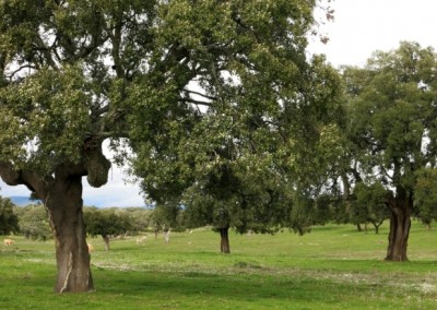 Ecotourism amongst the cork oaks