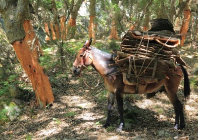 Ecoturismo nel sughereto