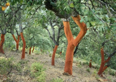 Prehistoric art in southern Spain