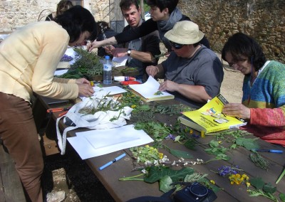 Usages médicinaux, cosmétiques, décoratifs et culinaires de la forêt de chênes-liège