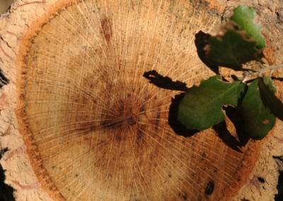 Surrounded by cork oak forest