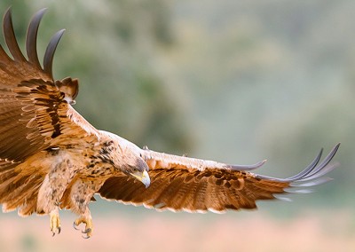 Birdwatching und fotografie in der Sierra de San Pedro